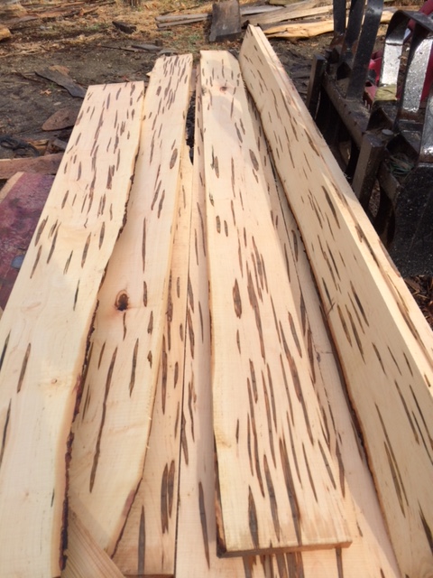 Ambrosia maple - Ludo's Thick & Thin Lumber